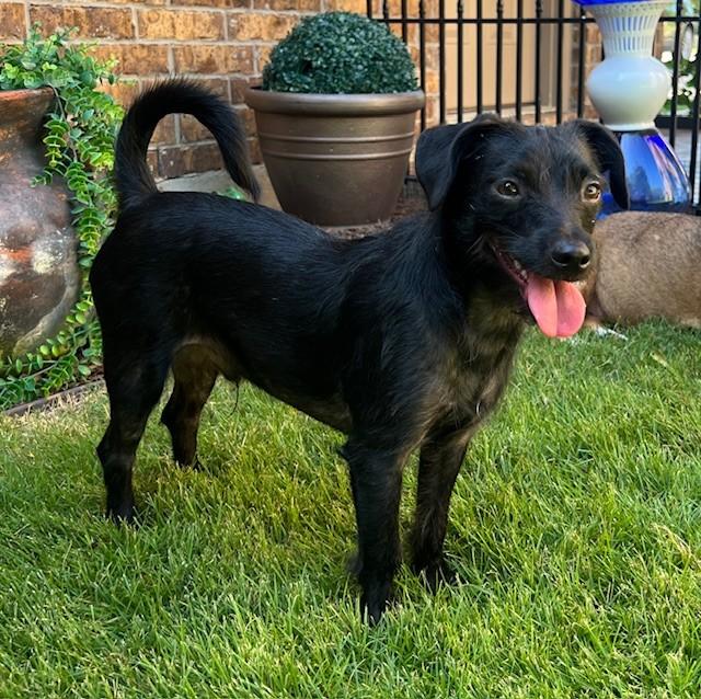 Tucker, an adoptable mixed breed in Weatherford, TX image 3/6