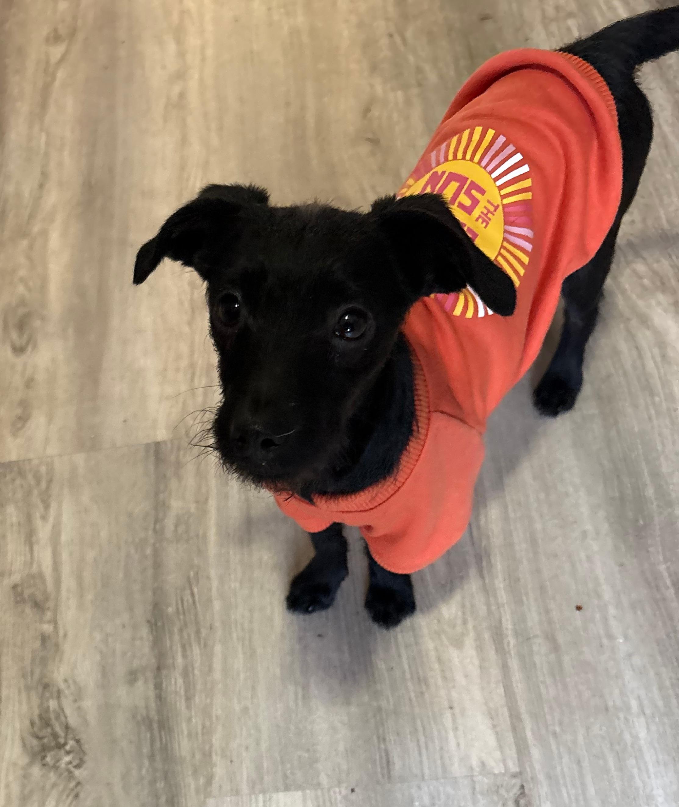 Enlarge Tucker, an adoptable mixed breed in Weatherford, TX image 2/4