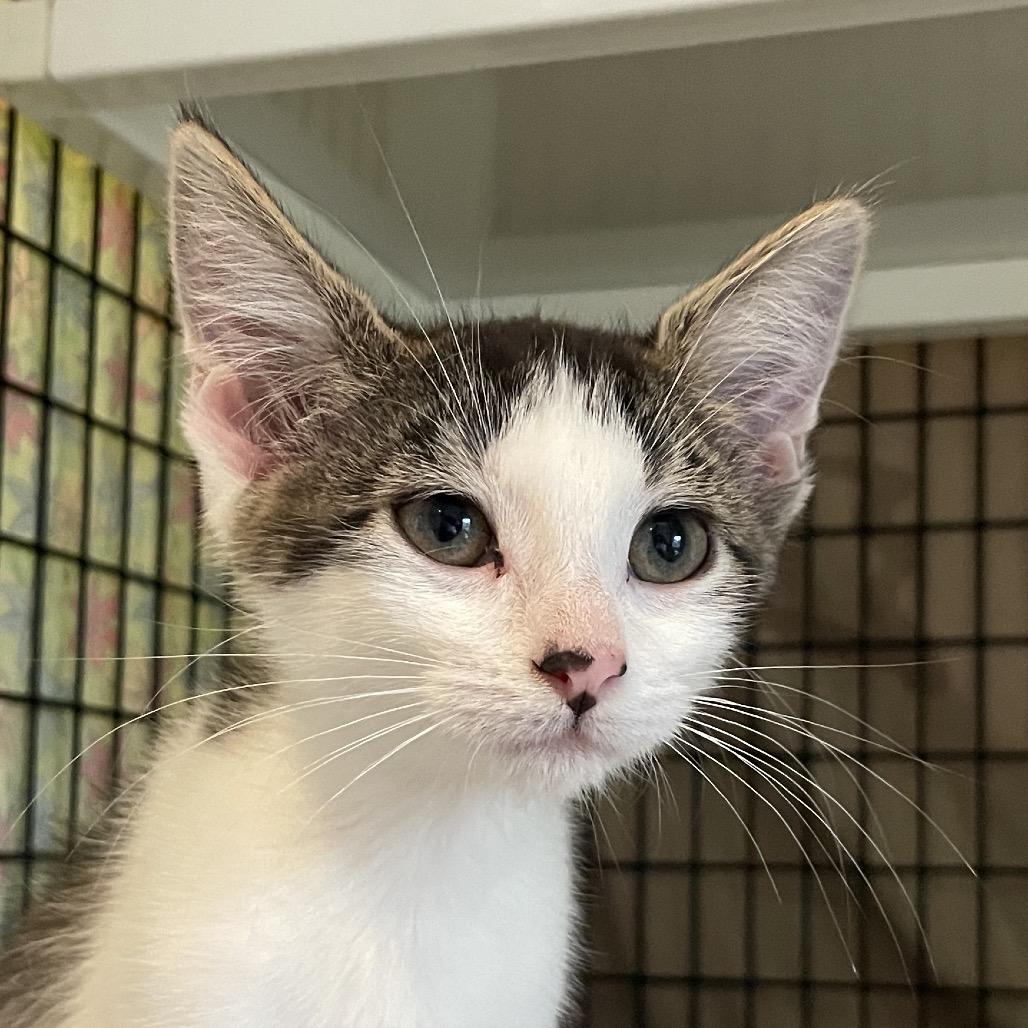 X Out, Adoptable, Kitten Male Domestic Short Hair.