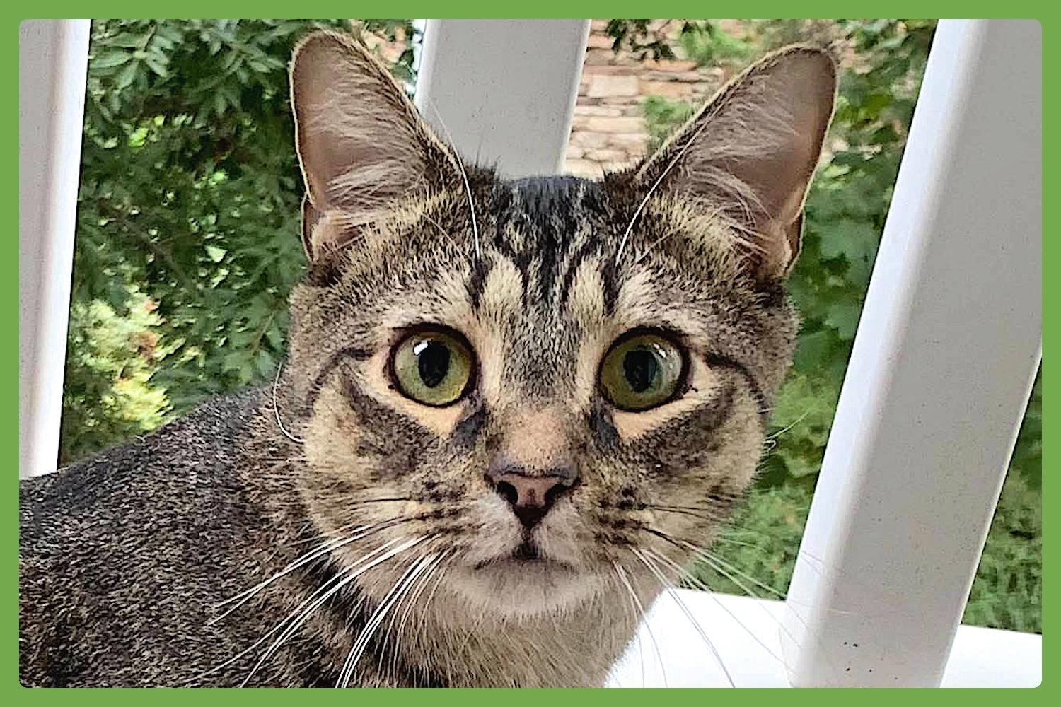 Hammie — thumbnail 3