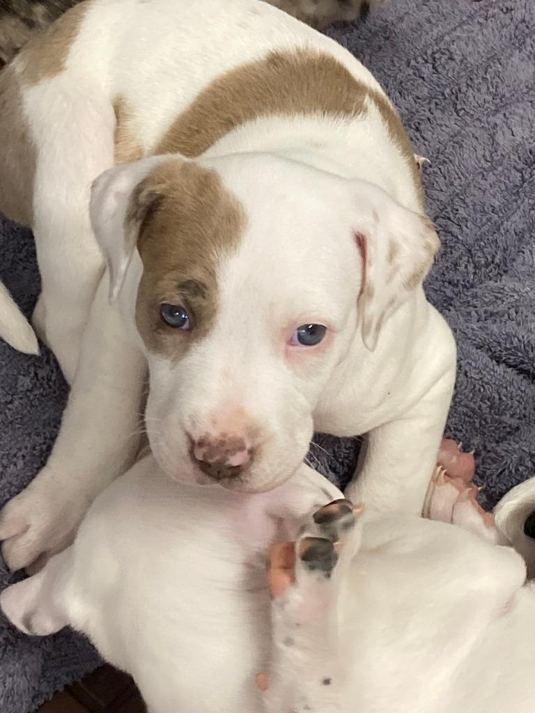 Enlarge Sansa, a Adoptable mixed breed in Tulsa, OK image 6/6