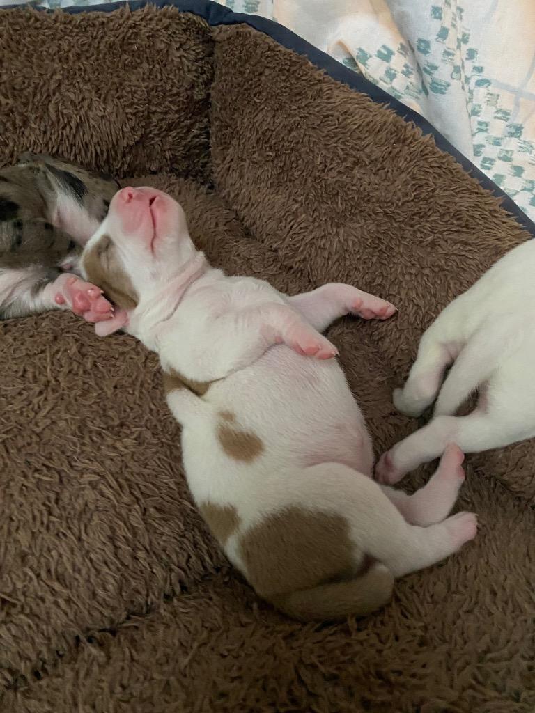 Enlarge Sansa, a Adoptable mixed breed in Tulsa, OK image 1/6