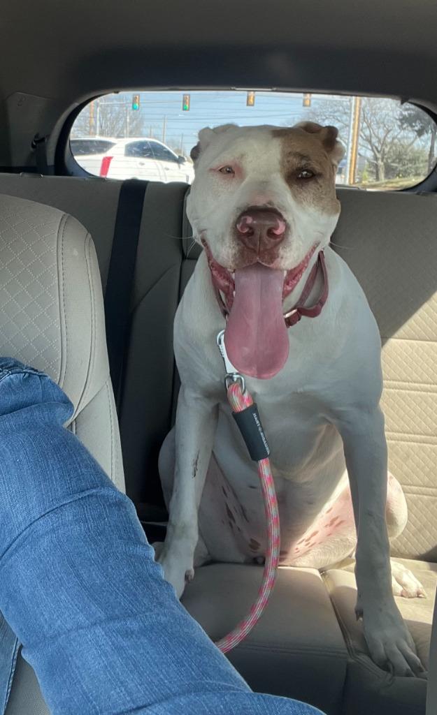 Enlarge Sansa, a Adoptable mixed breed in Tulsa, OK image 2/6