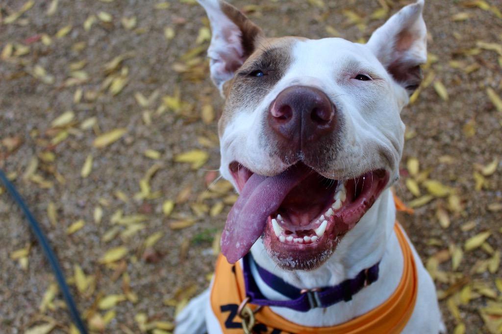 Enlarge Sansa, a Adoptable mixed breed in Tulsa, OK image 4/6