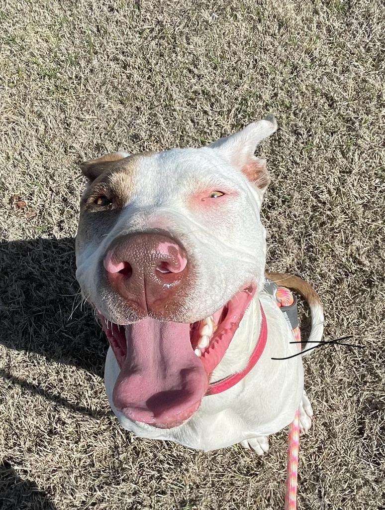 Enlarge Sansa, a Adoptable mixed breed in Tulsa, OK image 5/6