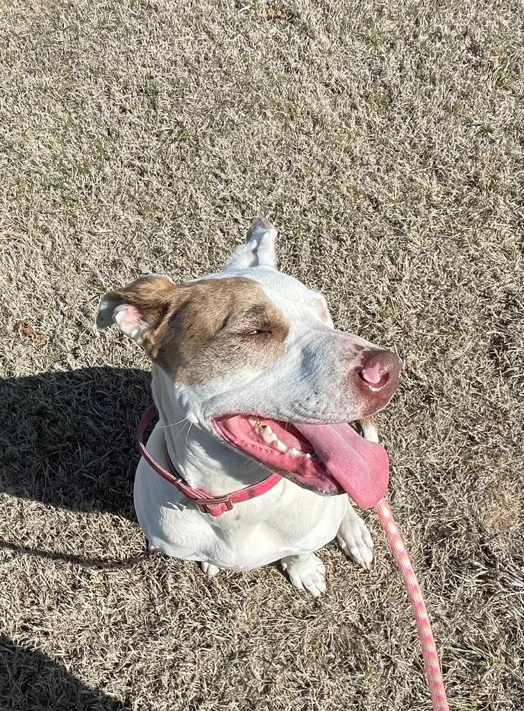 Sansa, a Adoptable mixed breed in Tulsa, OK image 3/6