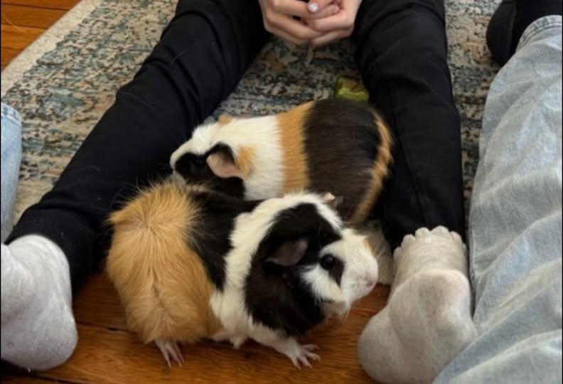 Posh & Ginger, Adoptable, Young Female Guinea Pig.