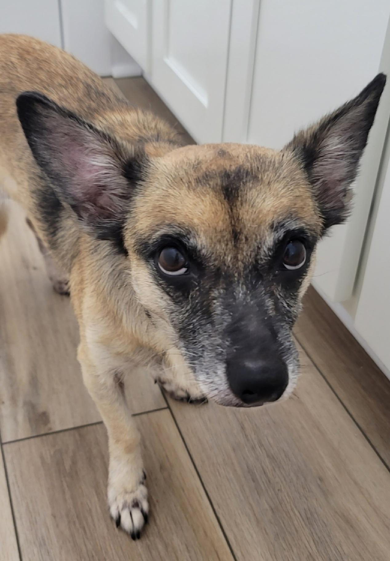 Enlarge Myza, a Adoptable mixed breed in Midlothian, VA image 3/3