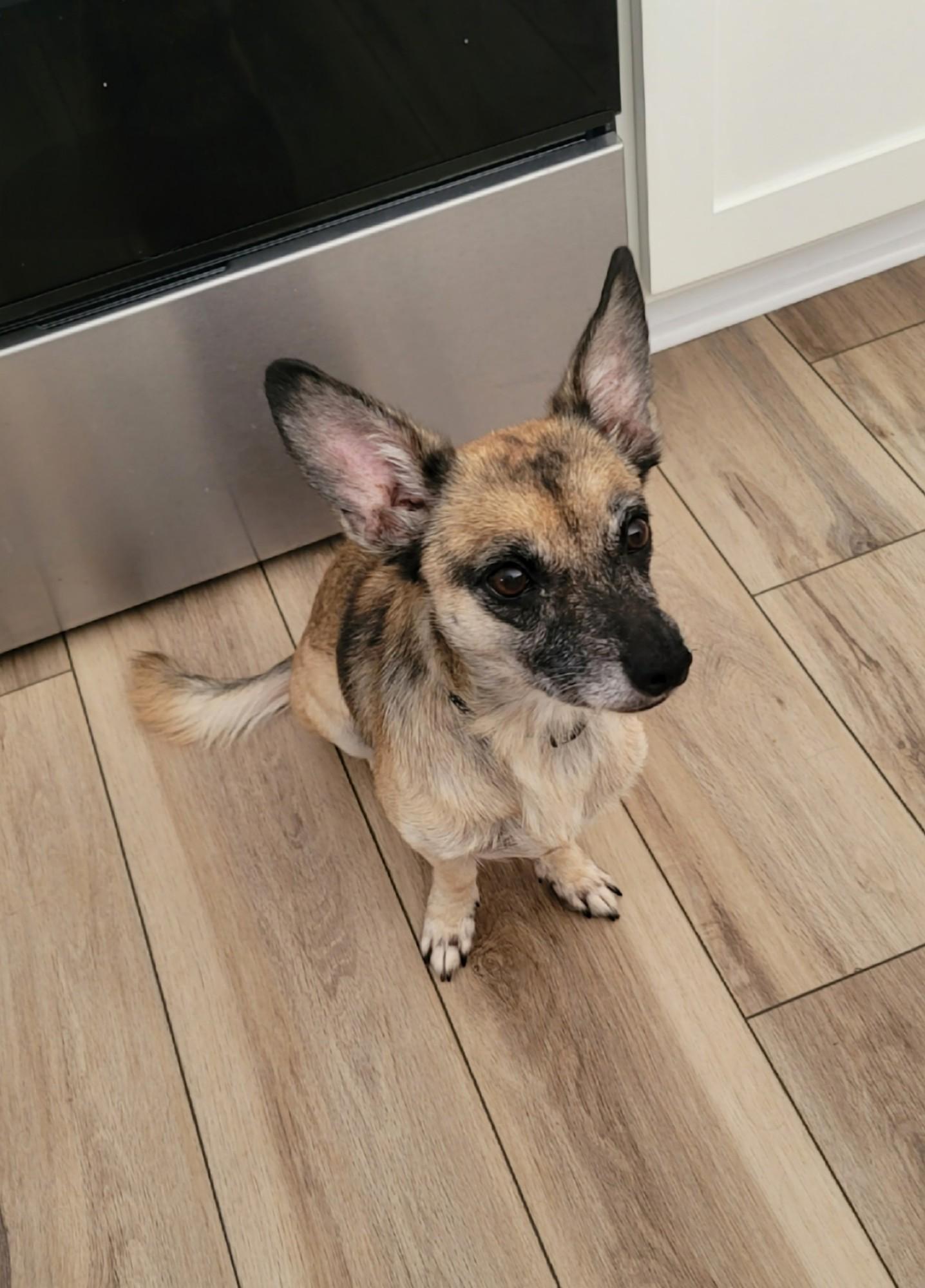 Enlarge Myza, a Adoptable mixed breed in Midlothian, VA image 1/3