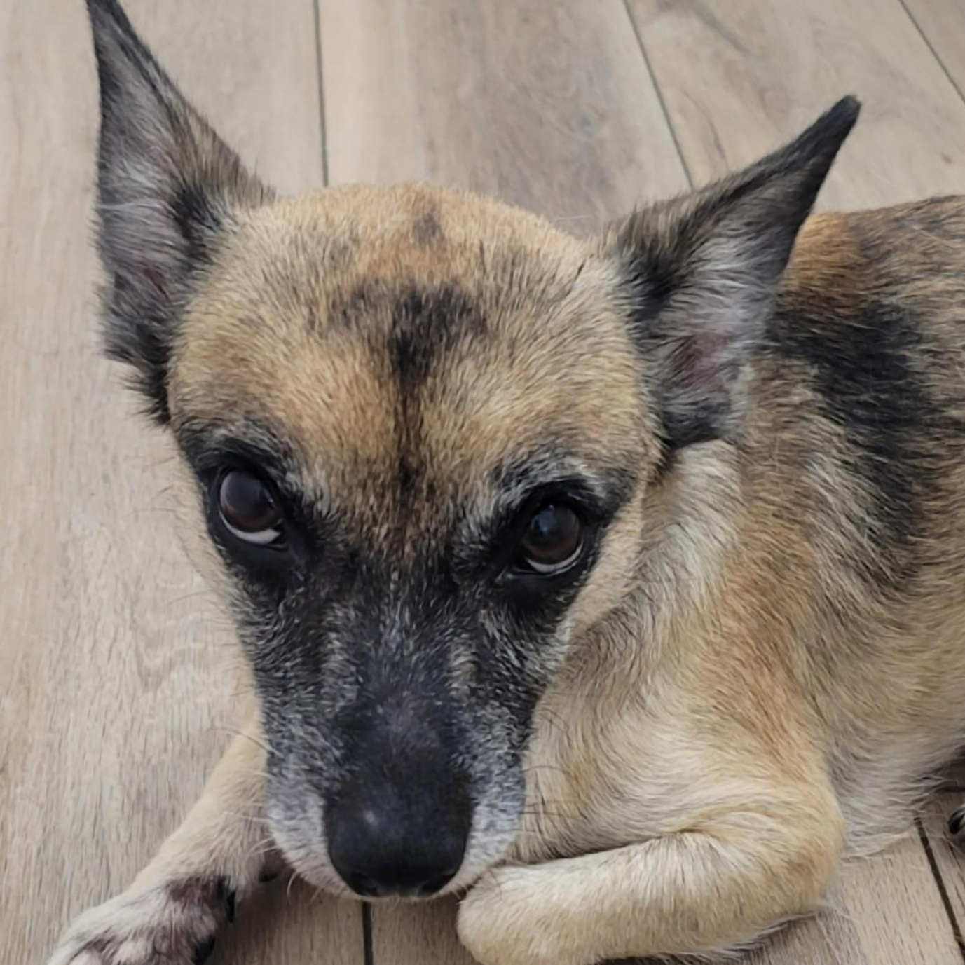 Enlarge Myza, a Adoptable mixed breed in Midlothian, VA image 2/3