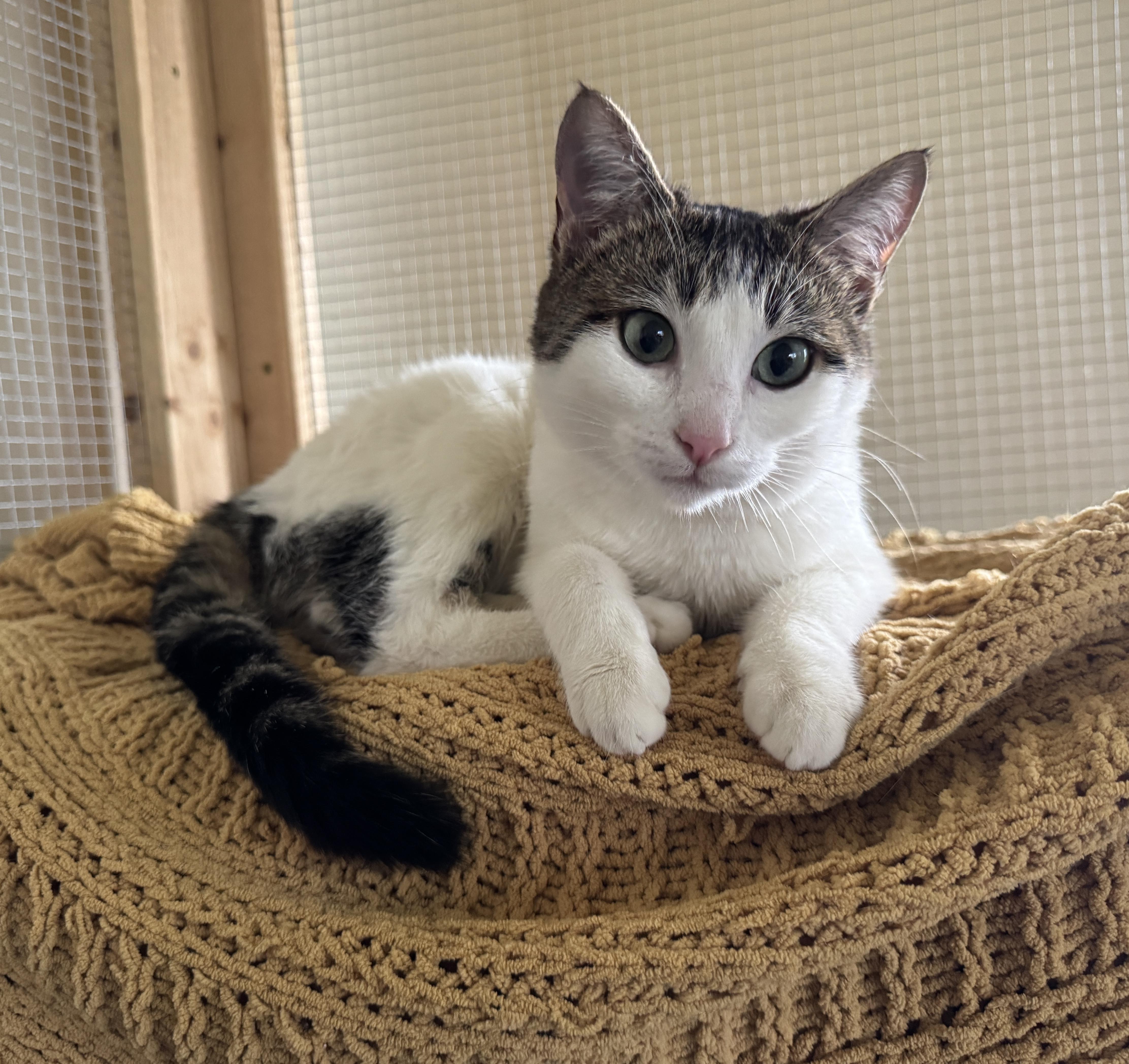 Enlarge Lilly, an adopted Domestic Short Hair in Clackamas, OR image 3/5