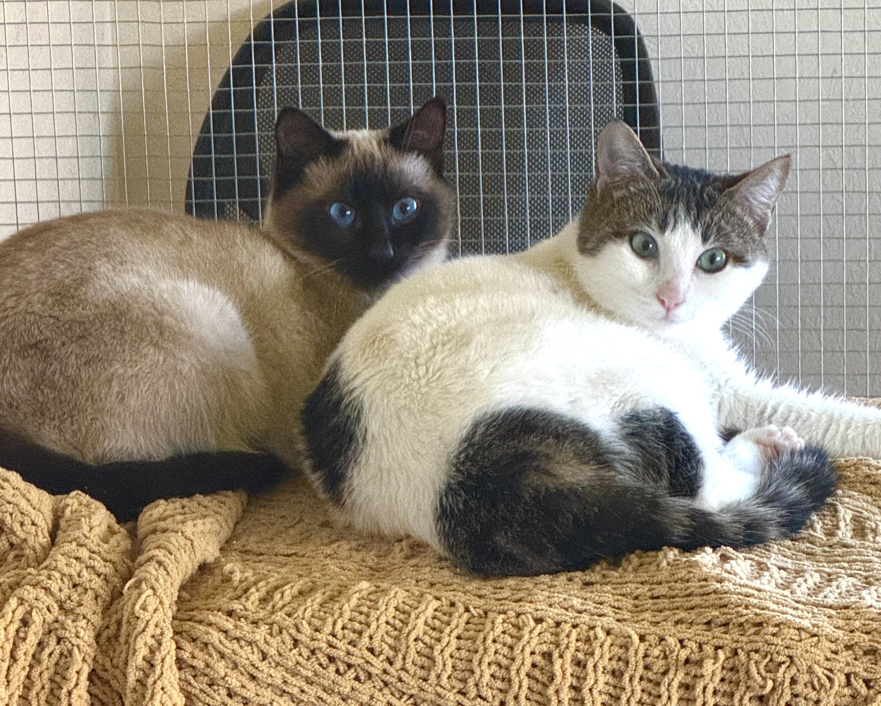 Enlarge Lilly, an adopted Domestic Short Hair in Clackamas, OR image 4/5