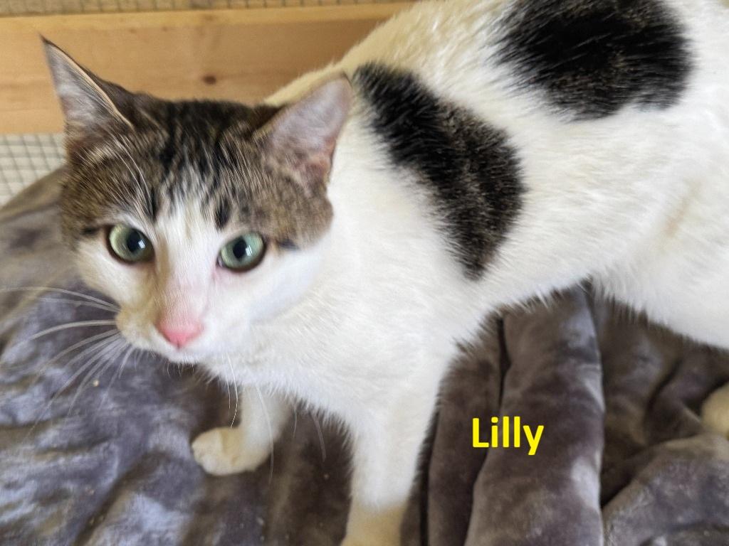 Enlarge Lilly, an adopted Domestic Short Hair in Clackamas, OR image 2/5