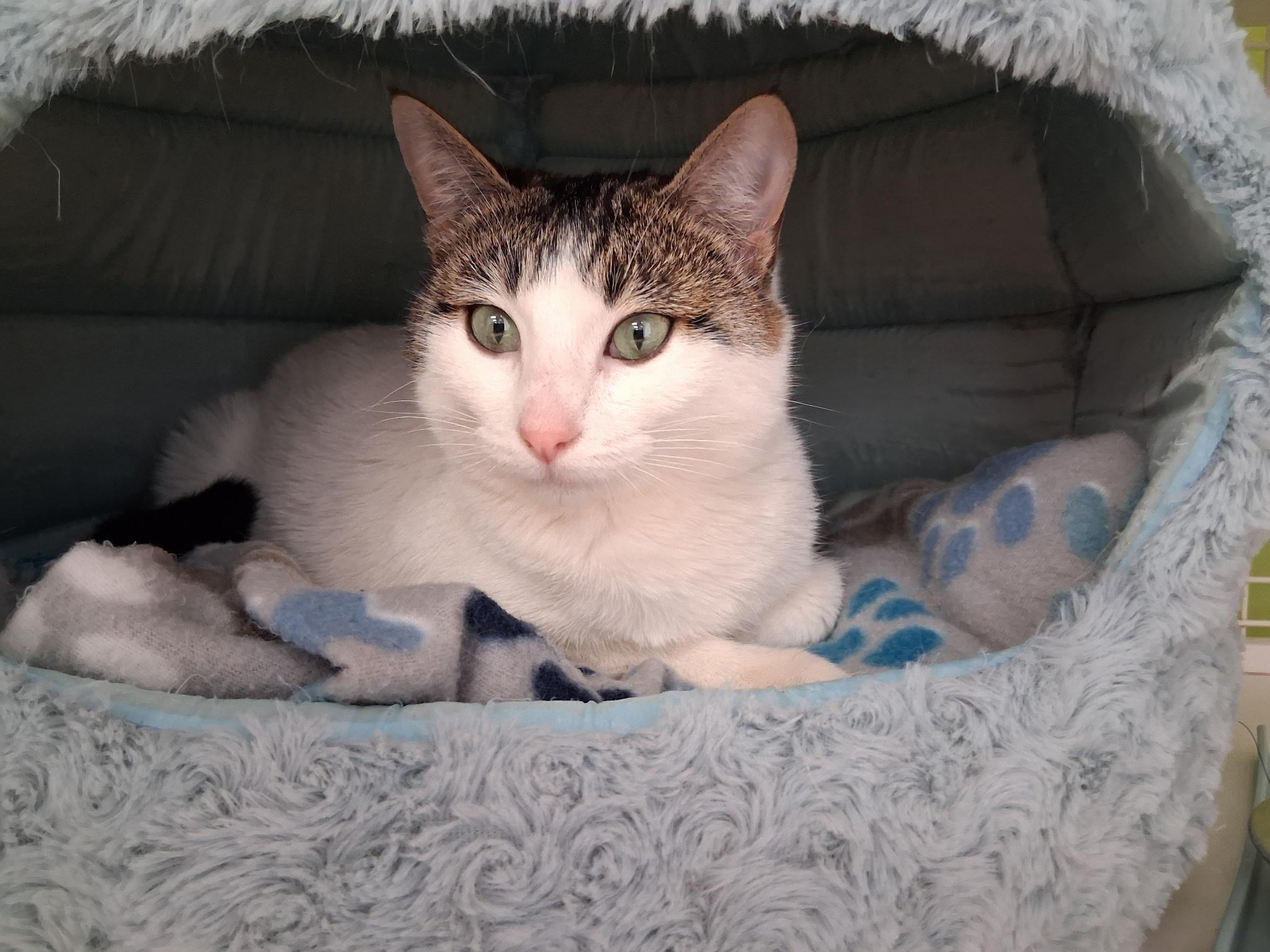 Enlarge Lilly, an adopted Domestic Short Hair in Clackamas, OR image 1/5