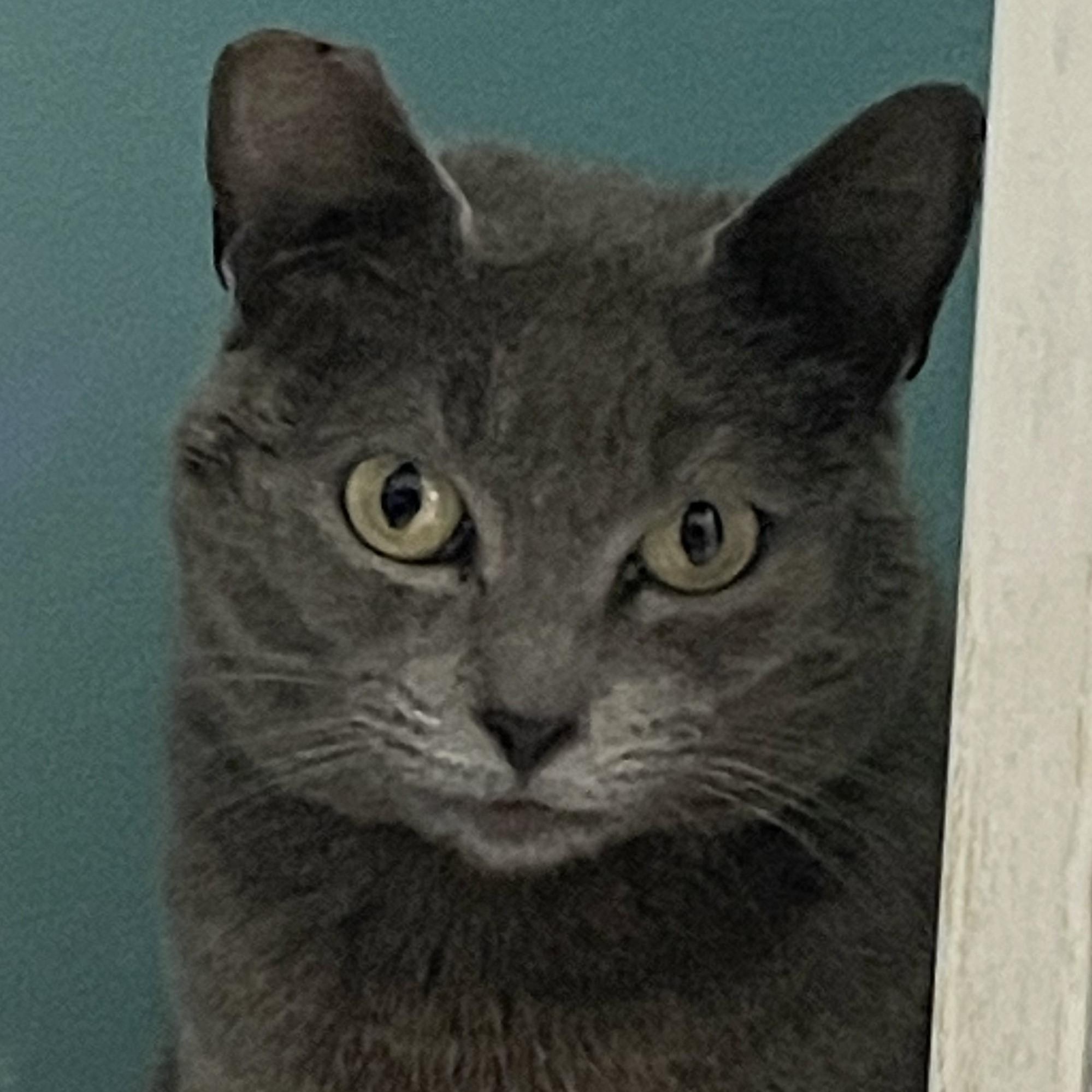 Daisy - Pretty Russian Blue Mix, ADOPTABLE, Adult Female Russian Blue.