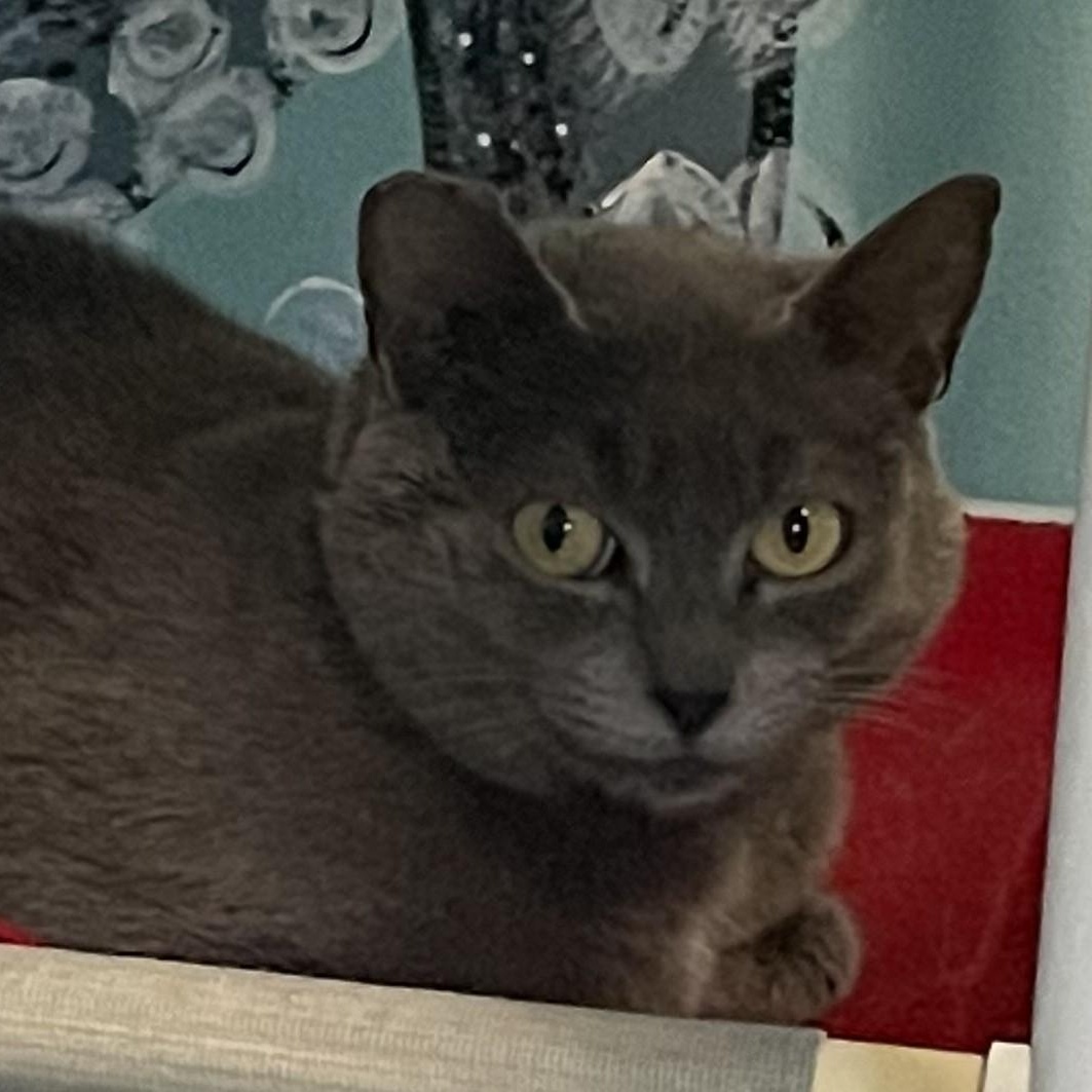 Enlarge Daisy - Pretty Russian Blue Mix, a ADOPTABLE mixed breed in Hoquiam, WA image 4/4