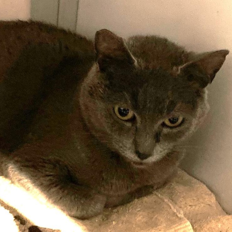 Enlarge Daisy - Pretty Russian Blue Mix, a ADOPTABLE mixed breed in Hoquiam, WA image 2/4