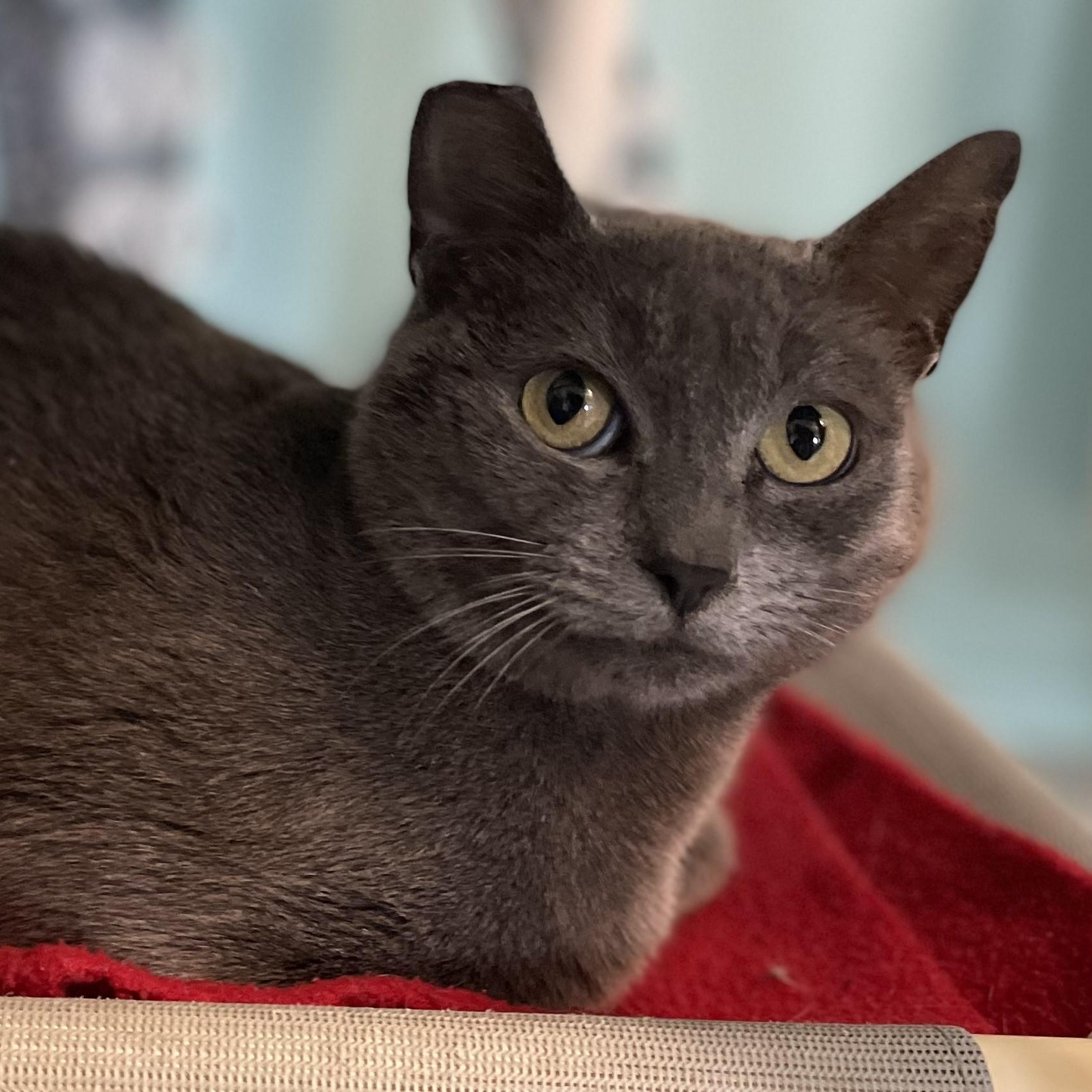 Enlarge Daisy - Pretty Russian Blue Mix, a ADOPTABLE mixed breed in Hoquiam, WA image 3/4