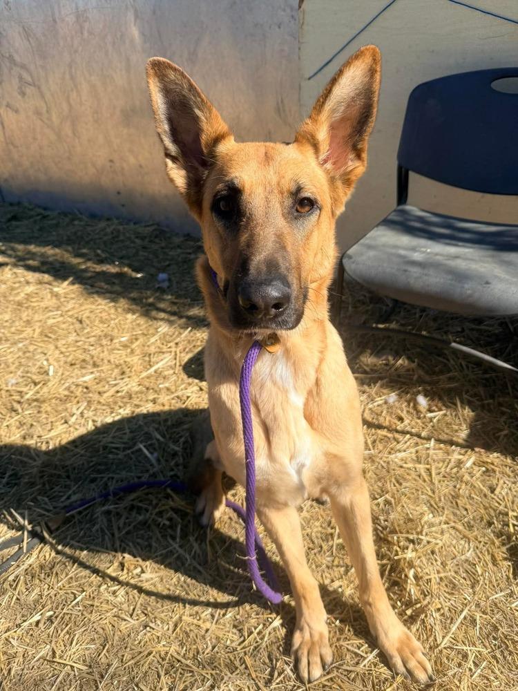 Fiona, Adoptable, Young Female German Shepherd Dog.