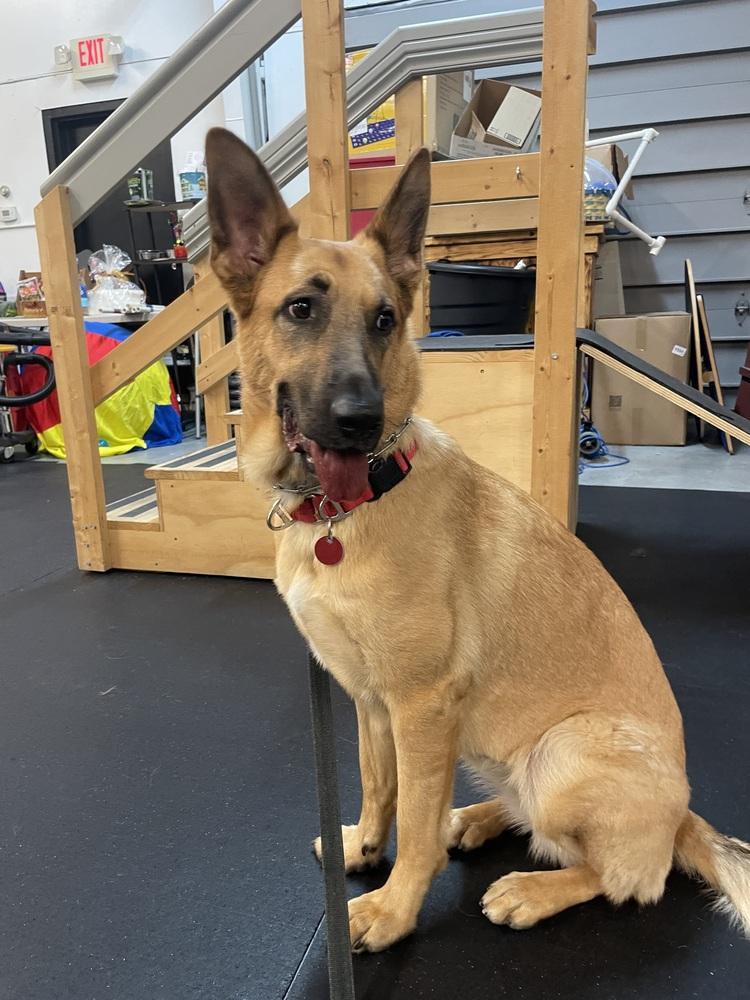 FiFi (Fiona), a Adoptable German Shepherd Dog in Suamico, WI image 2/6