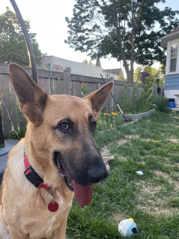 FiFi (Fiona), a Adoptable German Shepherd Dog in Suamico, WI image 3/6