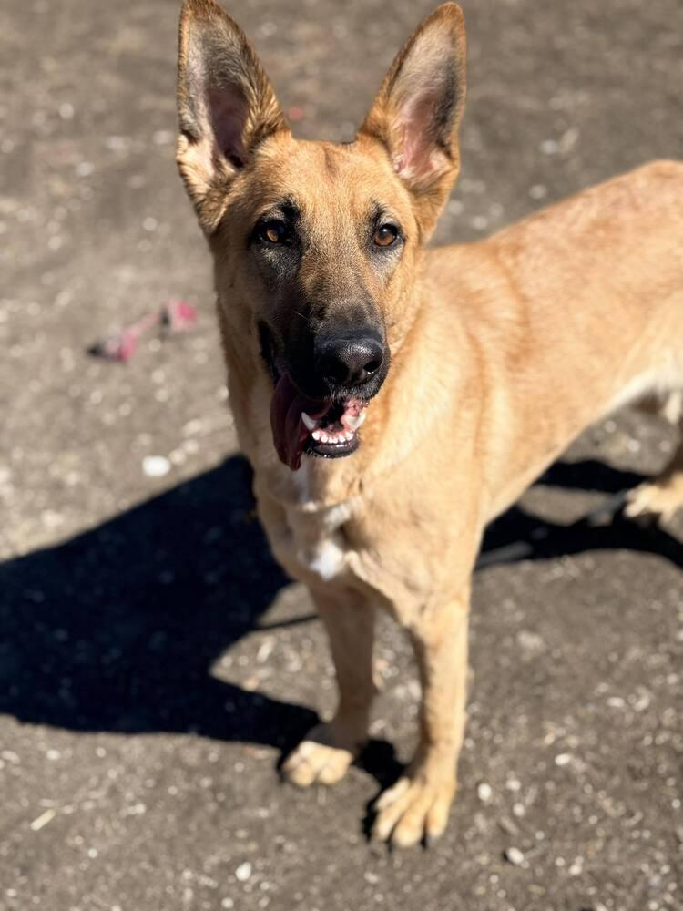 Fiona, a Adoptable German Shepherd Dog in Suamico, WI image 2/2