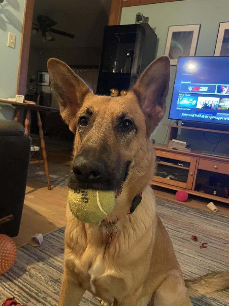 Enlarge Fiona, a Adoptable German Shepherd Dog in Suamico, WI image 3/3