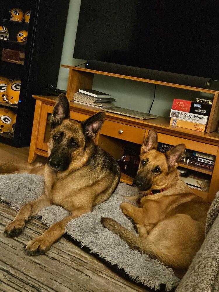 FiFi (Fiona), a Adoptable German Shepherd Dog in Suamico, WI image 6/6