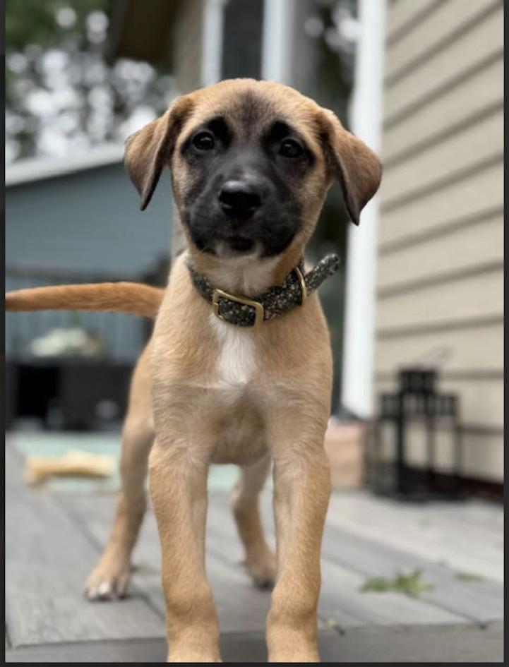 Hank photo 1
