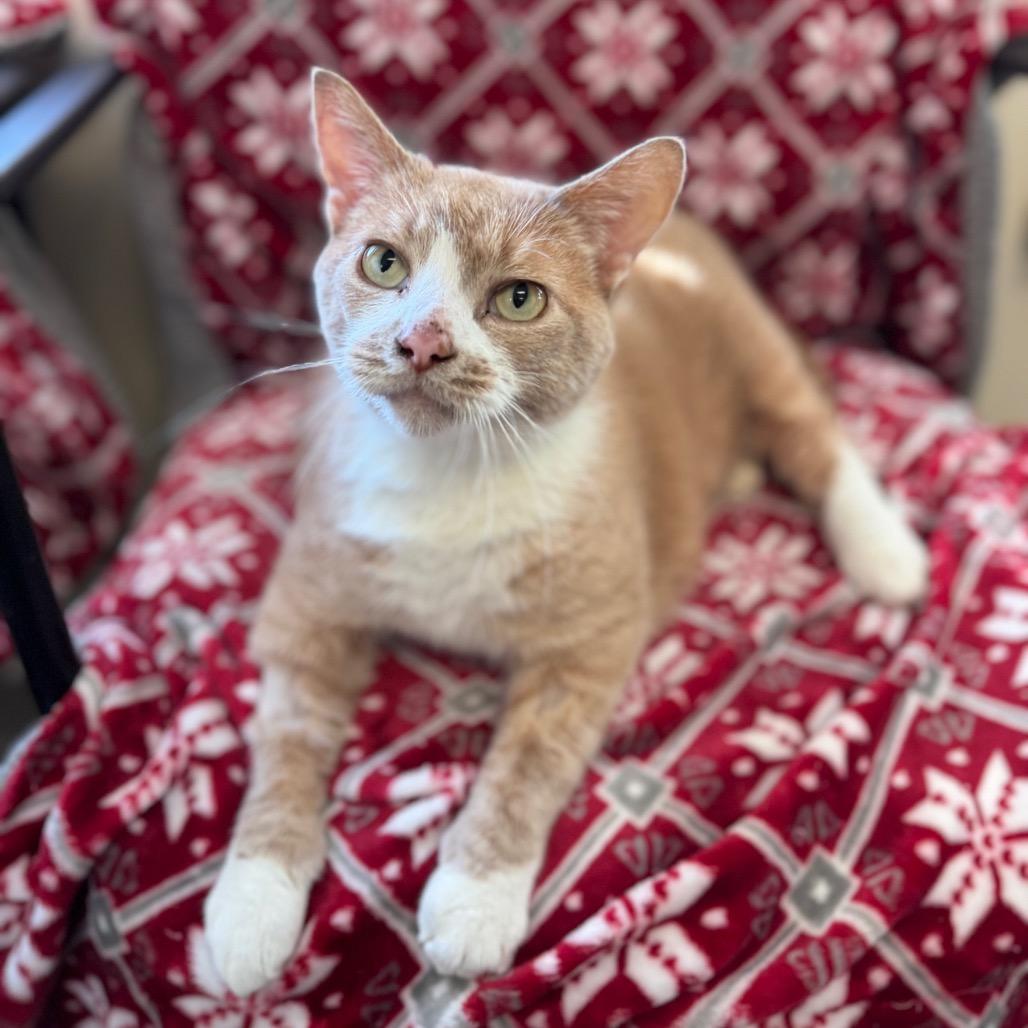 Enlarge Luminaire, a Adoptable Domestic Short Hair in Middlebury, VT image 1/6