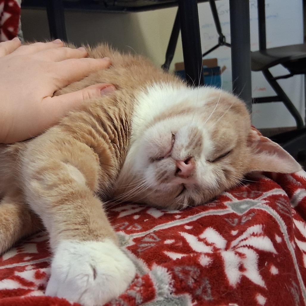 Enlarge Luminaire, a Adoptable Domestic Short Hair in Middlebury, VT image 2/6