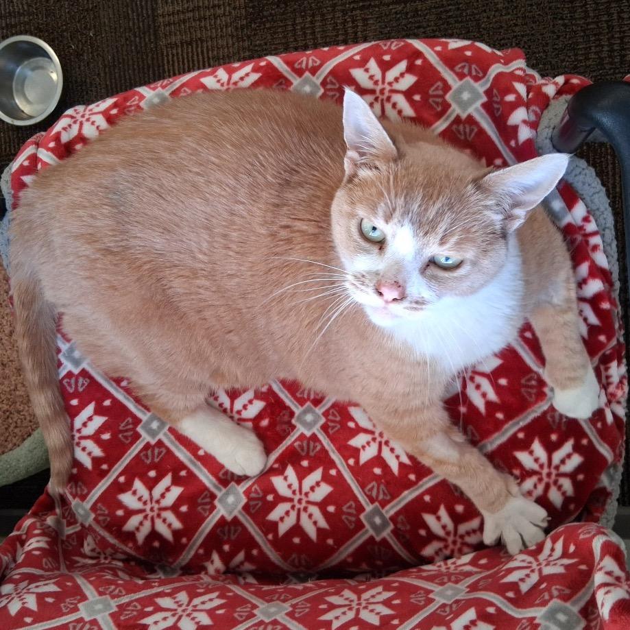 Enlarge Luminaire, a Adoptable Domestic Short Hair in Middlebury, VT image 3/6