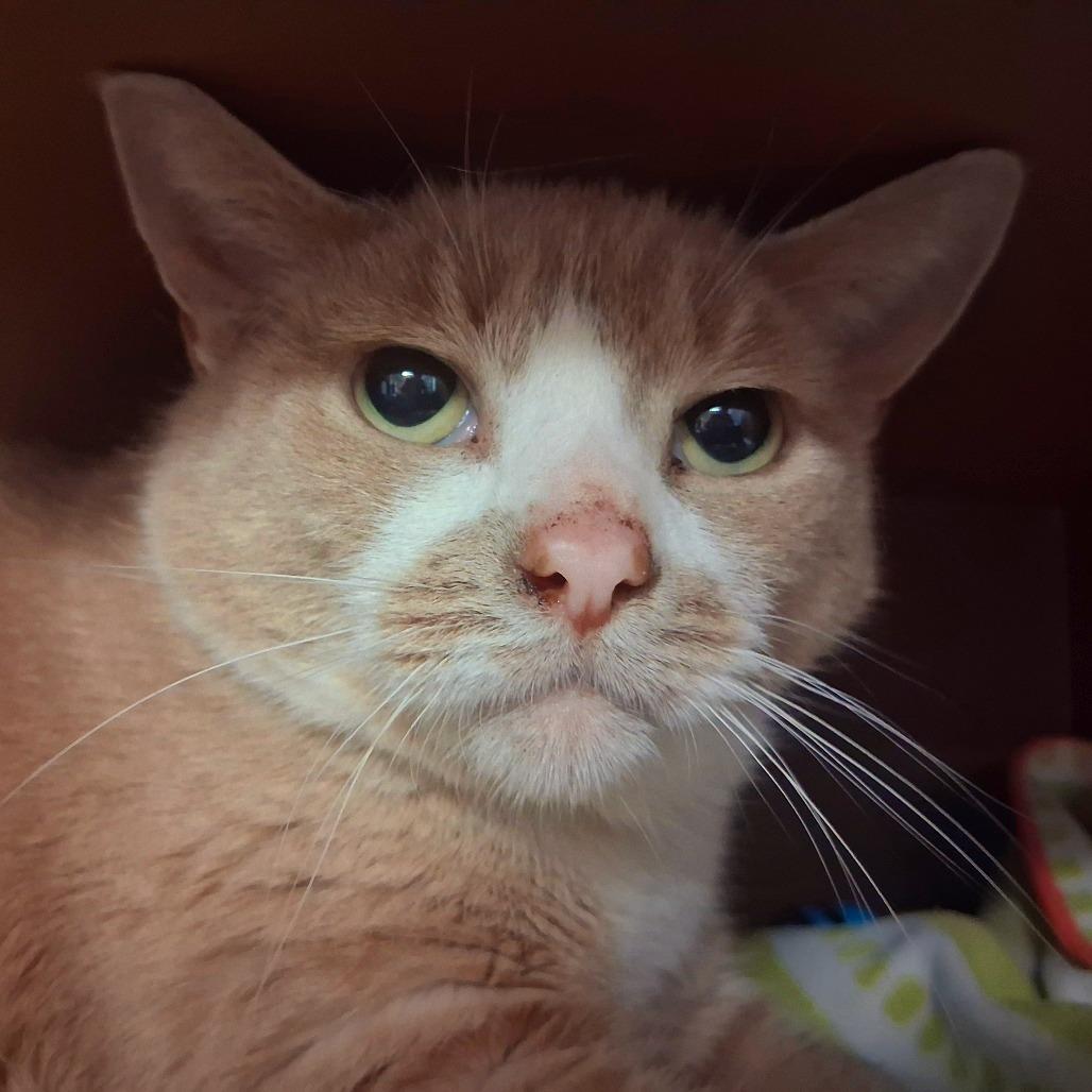 Enlarge Luminaire, a Adoptable Domestic Short Hair in Middlebury, VT image 4/6