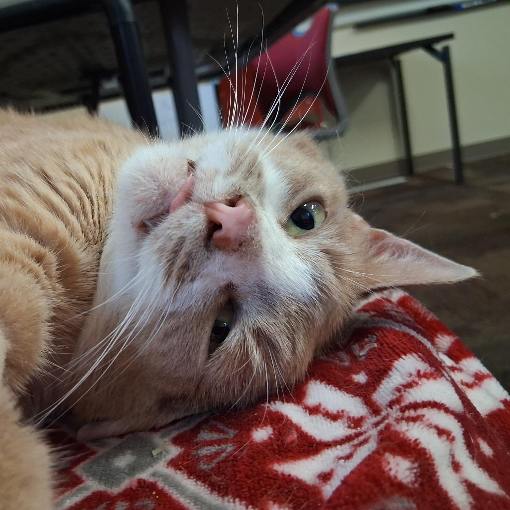 Enlarge Luminaire, a Adoptable Domestic Short Hair in Middlebury, VT image 5/6