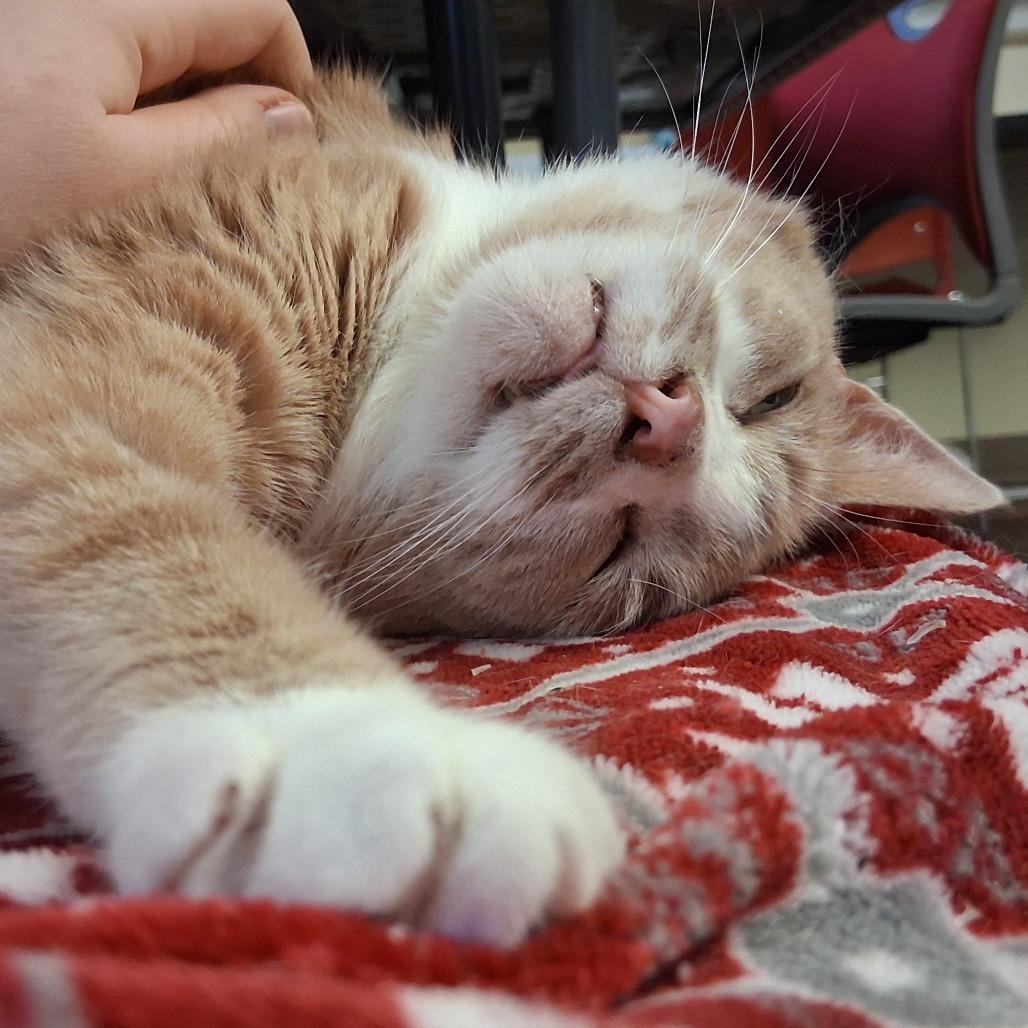 Enlarge Luminaire, a Adoptable Domestic Short Hair in Middlebury, VT image 6/6