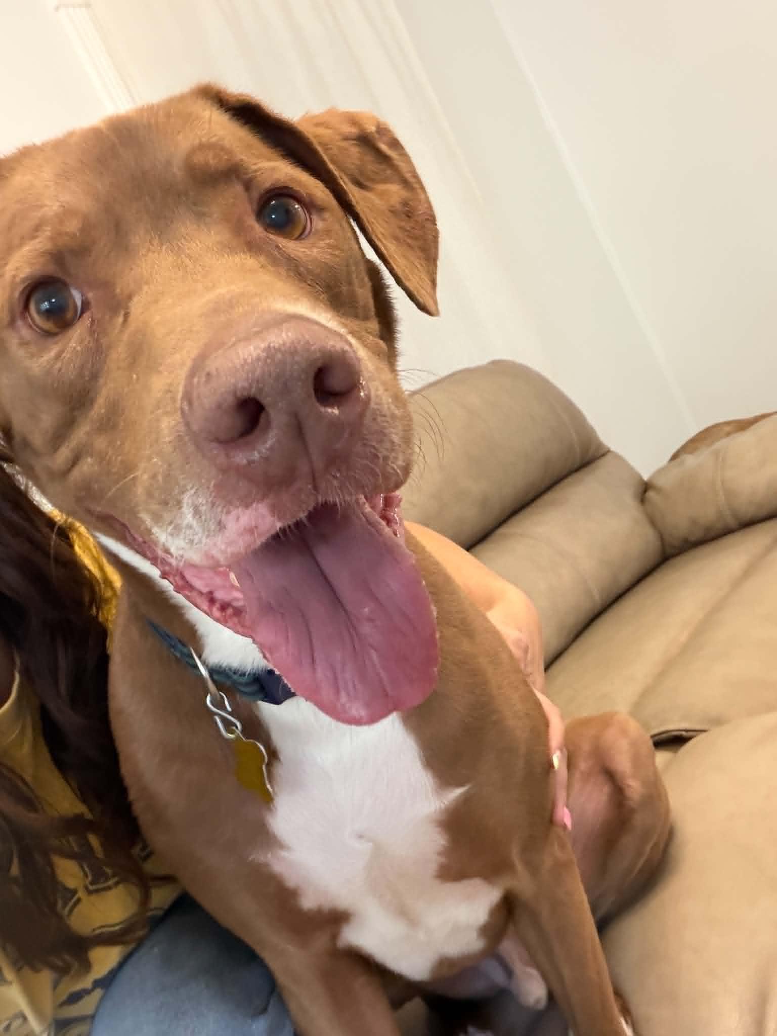 Spatula, Adoptable, Adult Male Mixed Breed.