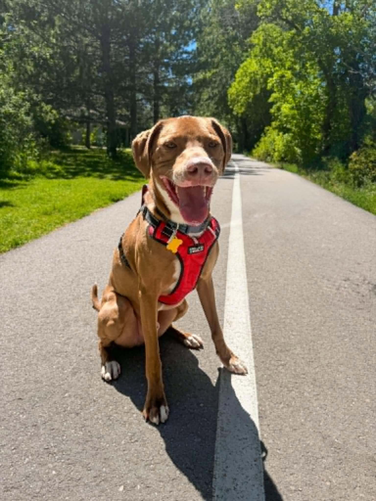 Spatula, a Adoptable Mixed Breed in Salt Lake City, UT image 2/3