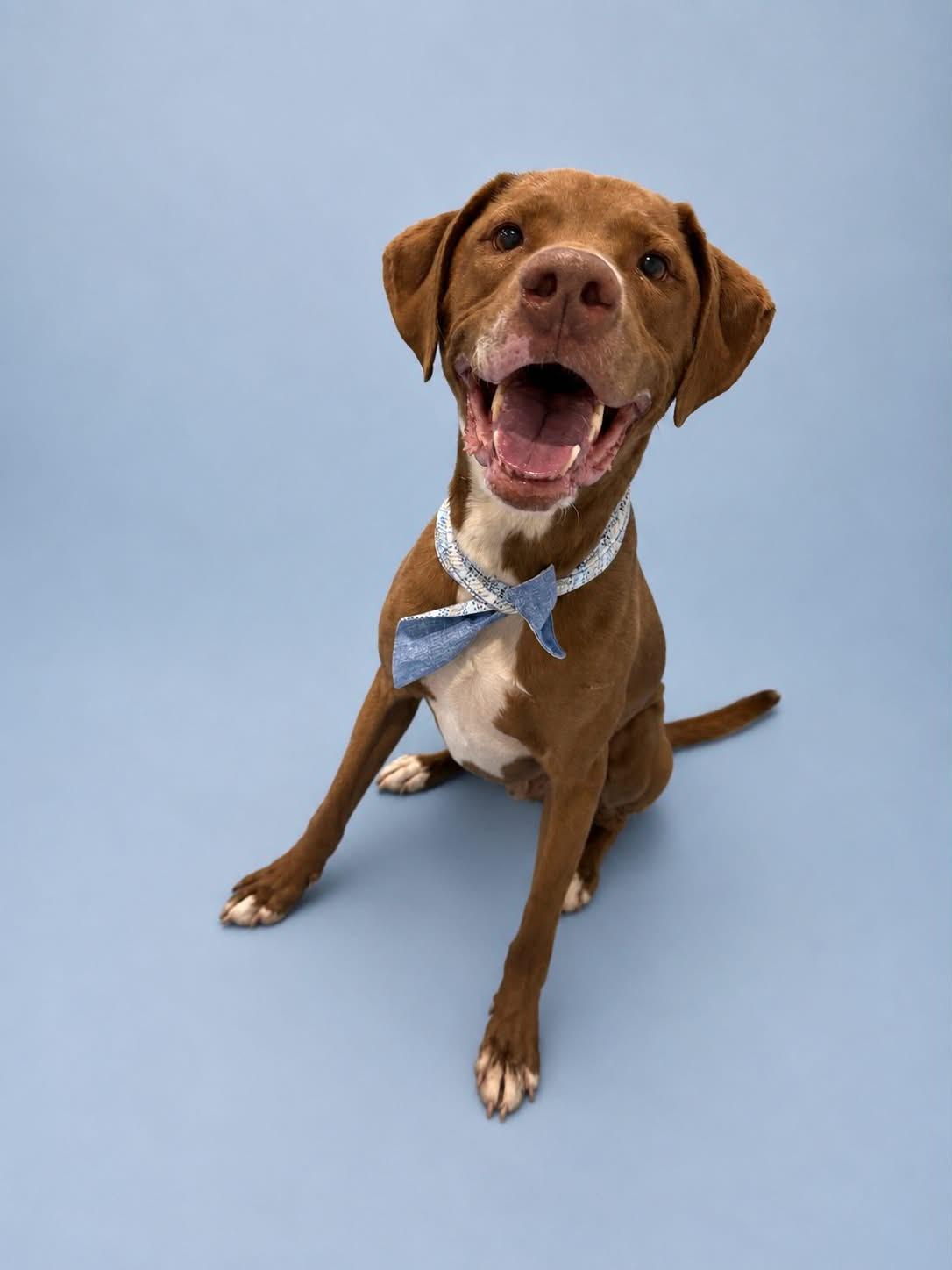 Spatula, a Adoptable Mixed Breed in Salt Lake City, UT image 3/3