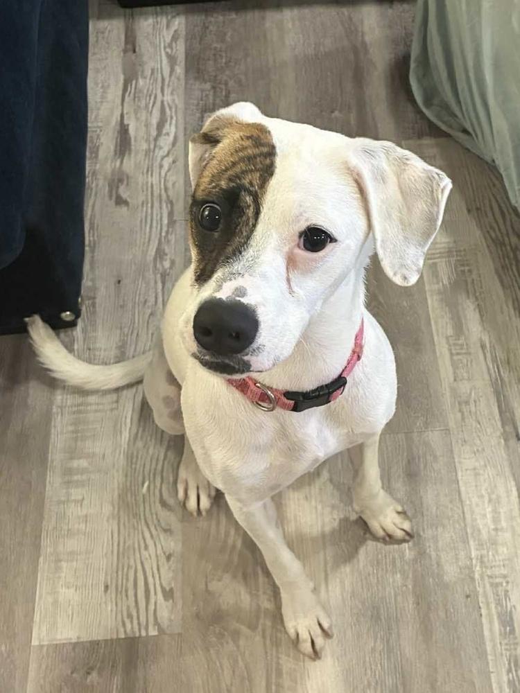 Enlarge Reese, a ADOPTABLE Dalmatian in TUCSON, AZ image 1/2