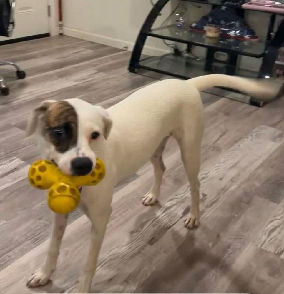 Enlarge Reese, a ADOPTABLE Dalmatian in TUCSON, AZ image 2/2