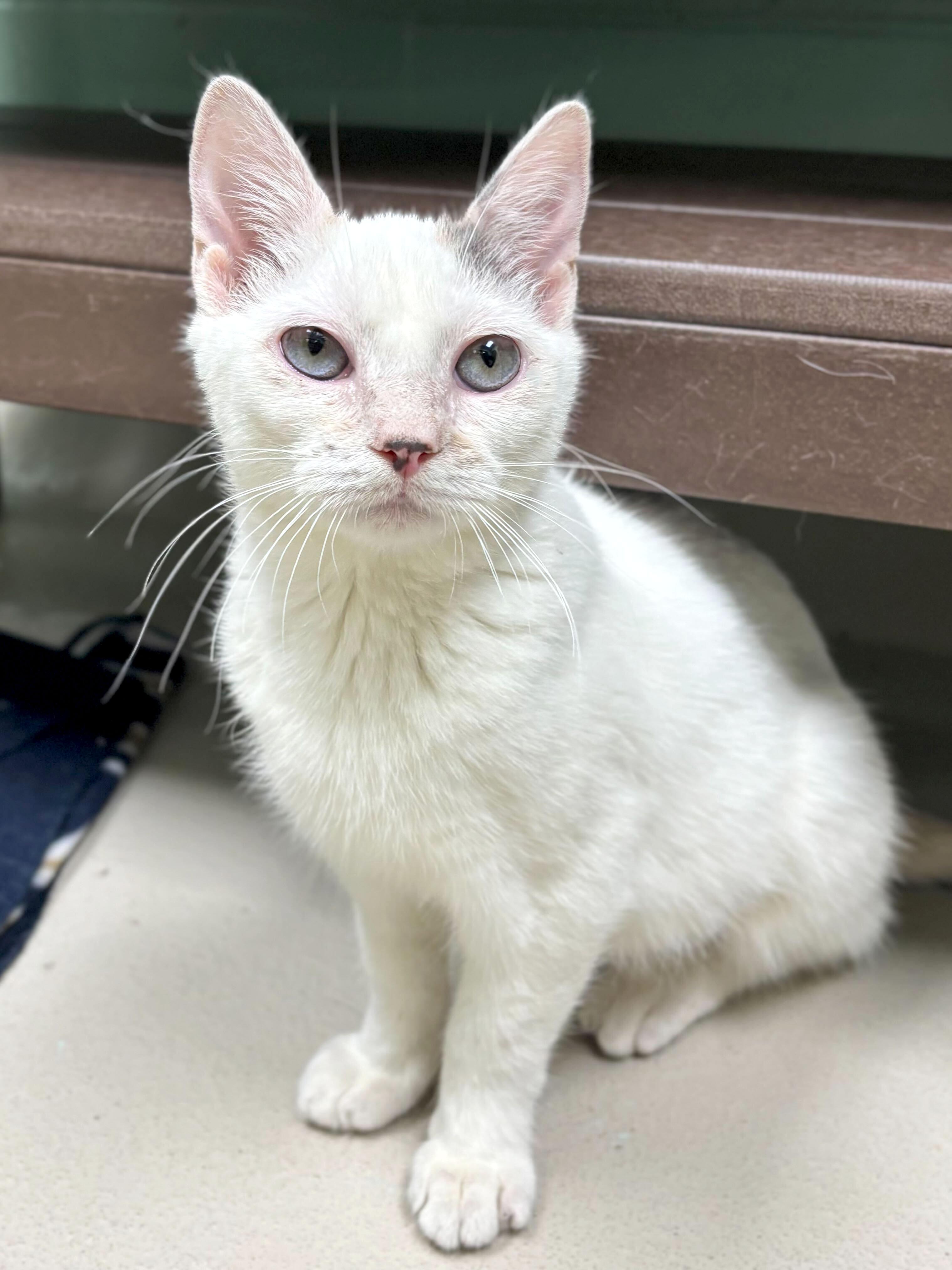 Fuella - Name Your Own Adoption Fee!, a Adoptable Domestic Short Hair in Jefferson, WI image 2/6