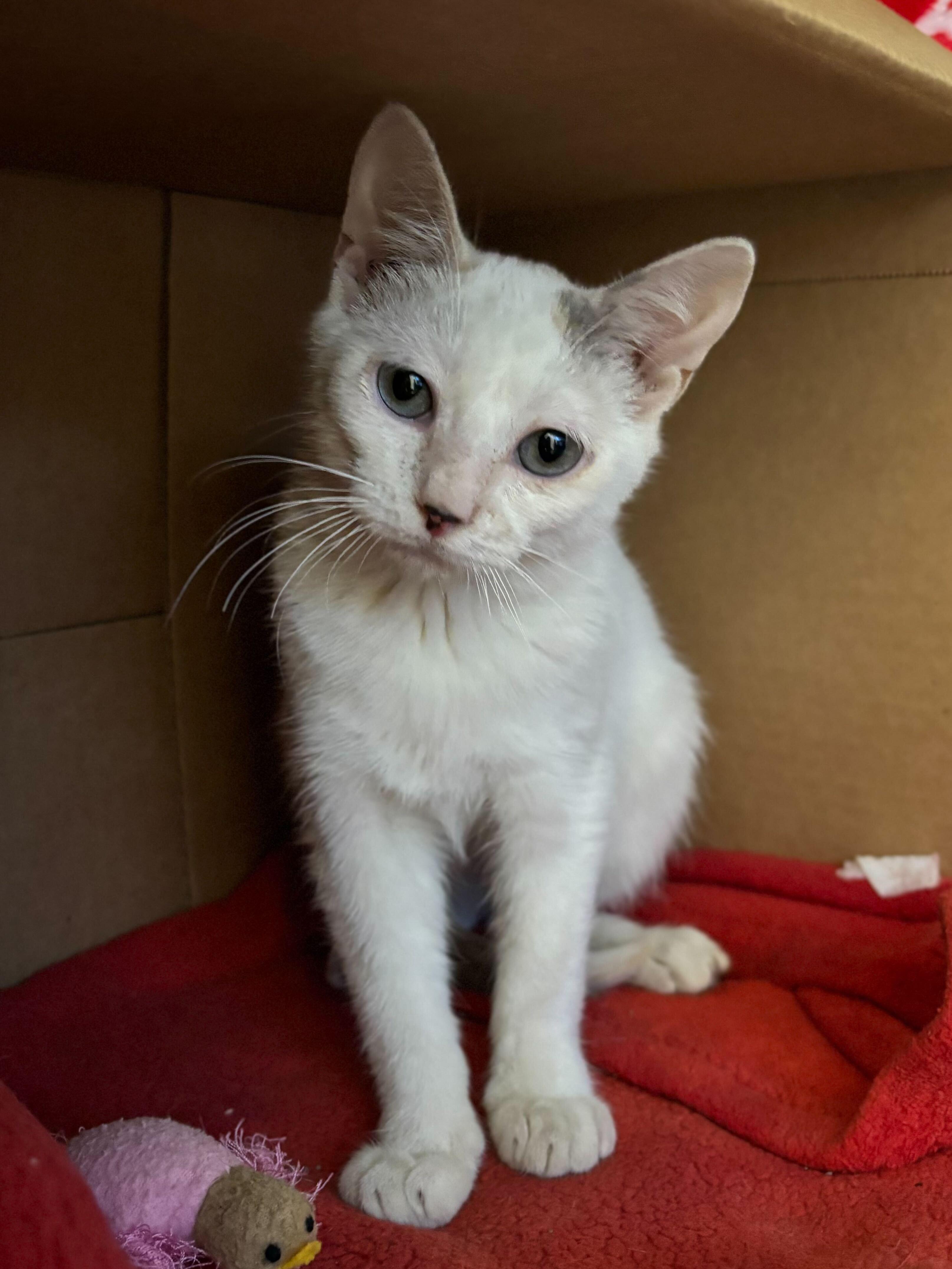 Fuella - Name Your Own Adoption Fee!, a Adoptable Domestic Short Hair in Jefferson, WI image 4/6