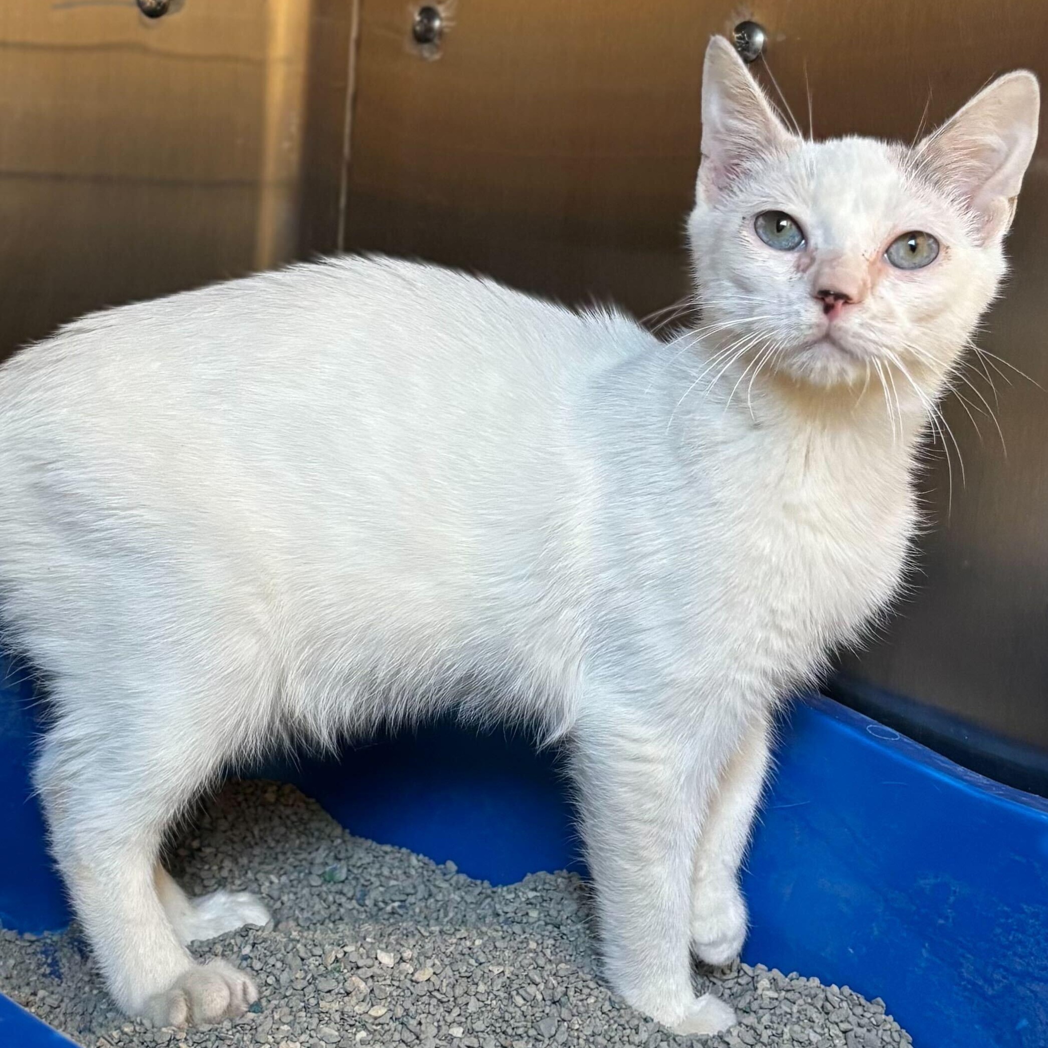 Fuella - Name Your Own Adoption Fee!, a Adoptable Domestic Short Hair in Jefferson, WI image 5/6