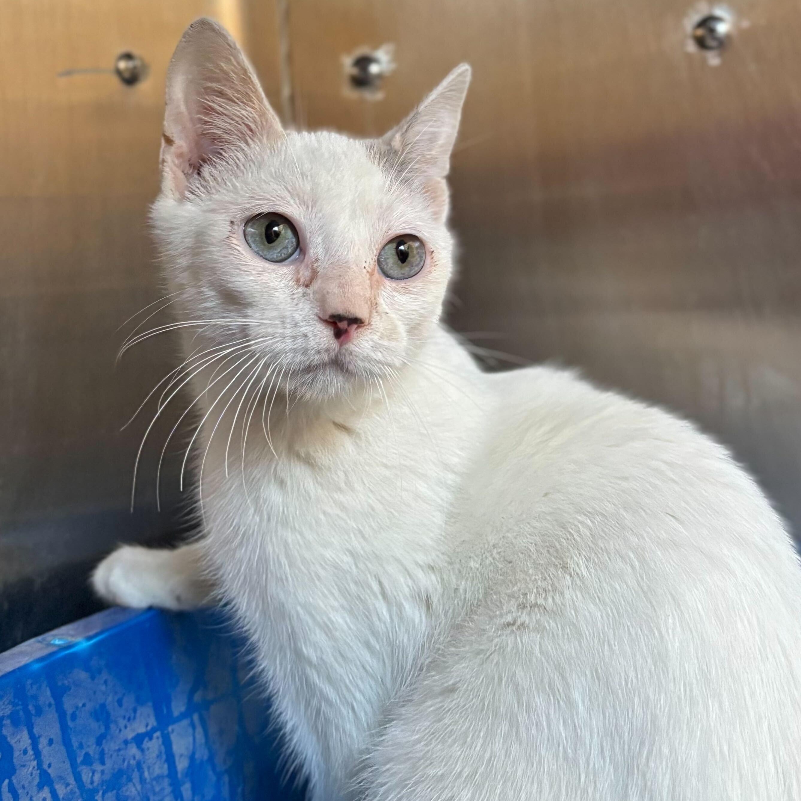 Fuella - Name Your Own Adoption Fee!, a Adoptable Domestic Short Hair in Jefferson, WI image 6/6