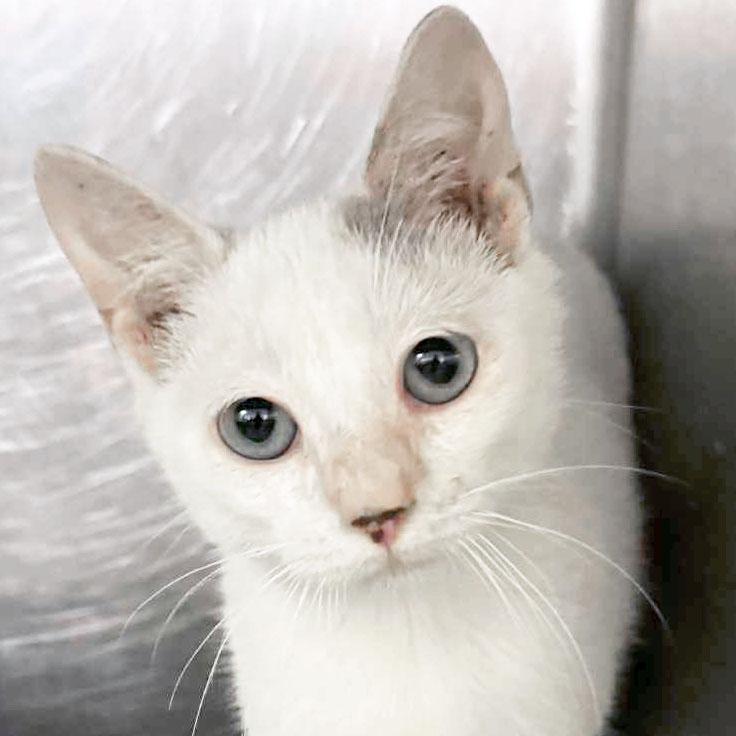 Fuella - Name Your Own Adoption Fee!, Adoptable, Young Female Domestic Short Hair.