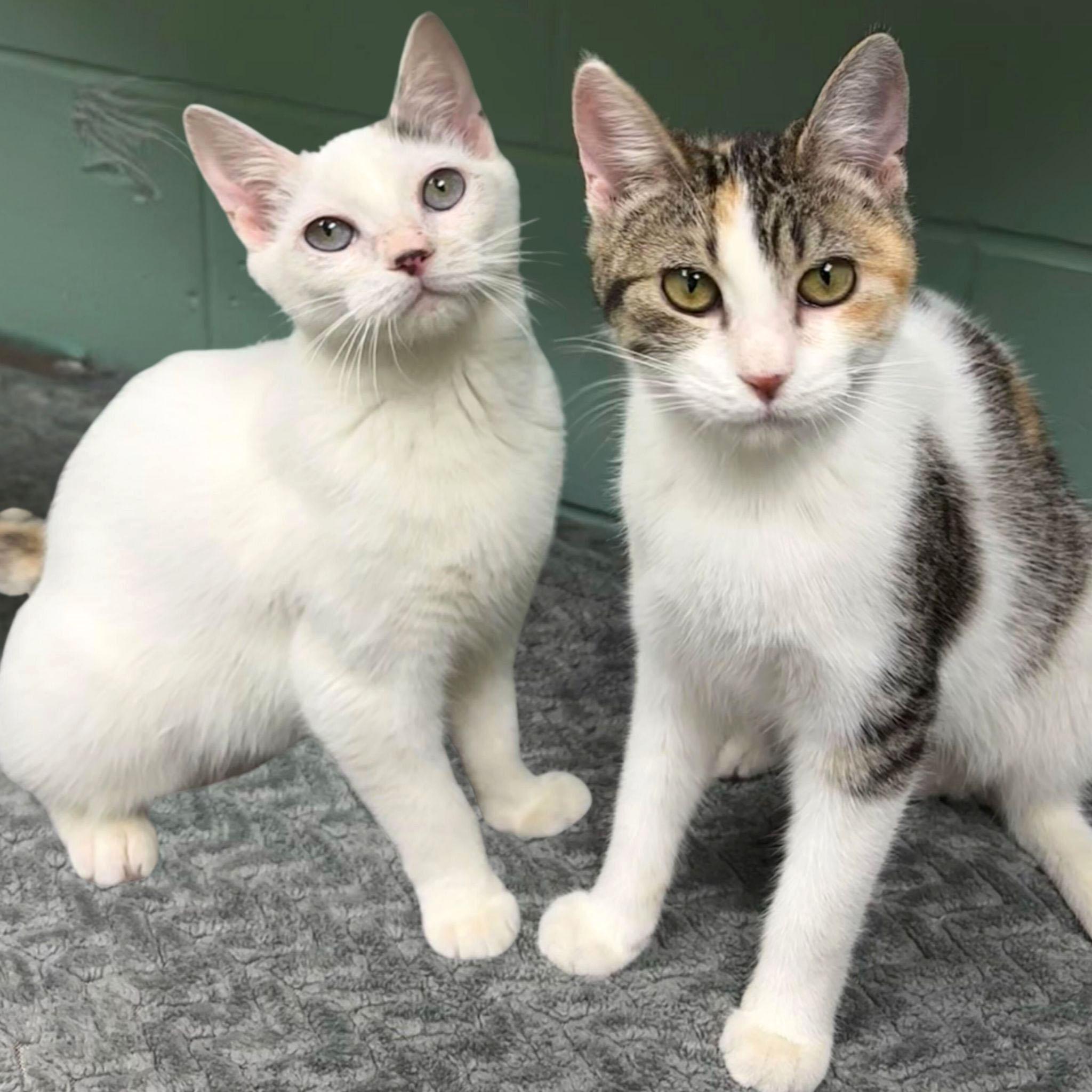 Fuella - Name Your Own Adoption Fee!, a Adoptable Domestic Short Hair in Jefferson, WI image 3/6