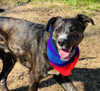 Enlarge Bert $85, a Adoptable mixed breed in Seneca, SC image 2/3