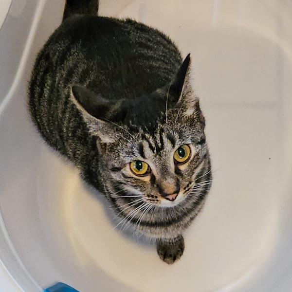 Enlarge Freya -- Bonded Buddy With Floki, a Adoptable mixed breed in Des Moines, IA image 1/4