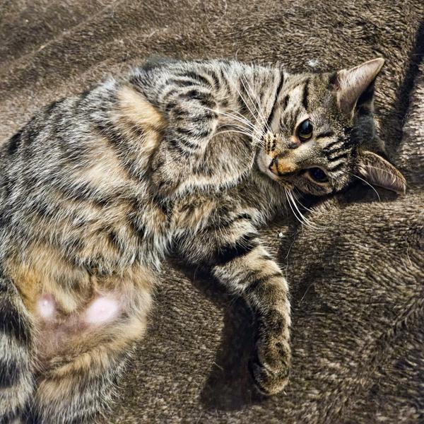 Enlarge Freya -- Bonded Buddy With Floki, a Adoptable mixed breed in Des Moines, IA image 3/4