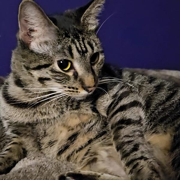 Enlarge Freya -- Bonded Buddy With Floki, a Adoptable mixed breed in Des Moines, IA image 4/4